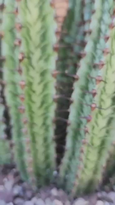Euphorbia confinalis subsp. rhodesia variegata 'Zebra' x 6