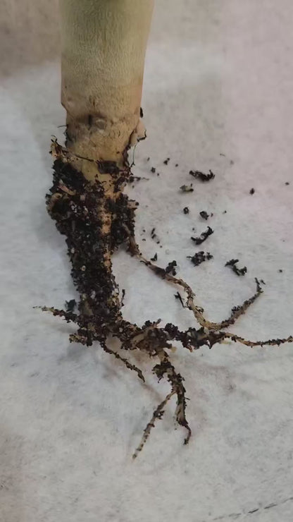 Pachypodium saundersii