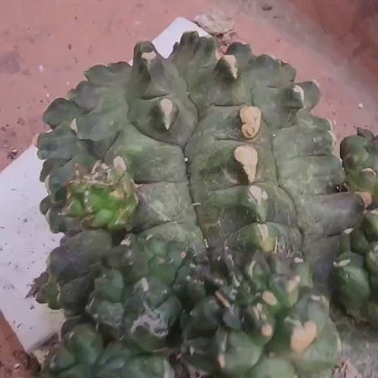 Gymnocalycium inermis cv kikko Emerald - XL