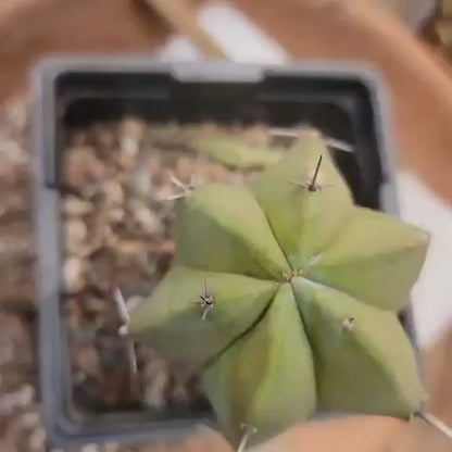 Myrtillocactus geometrizans – Blue Myrtle