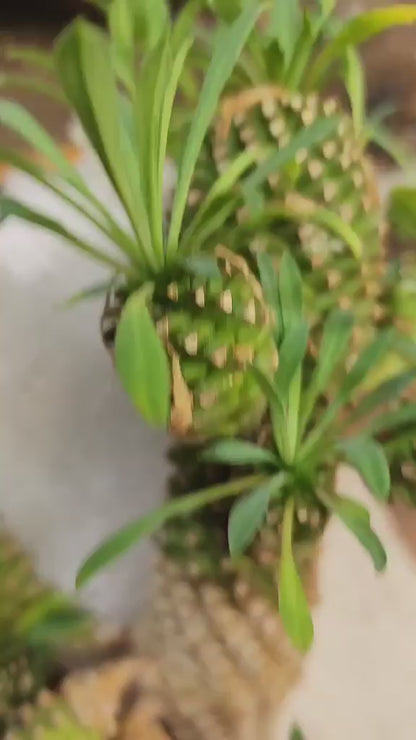 Euphorbia ‘Sotetsu Kirin’