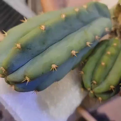 Trichocereus pachanoi - San Pedro - Triple Head