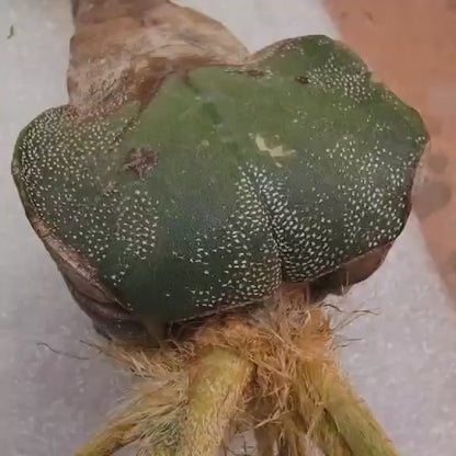 Astrophytum caput medusa variegata