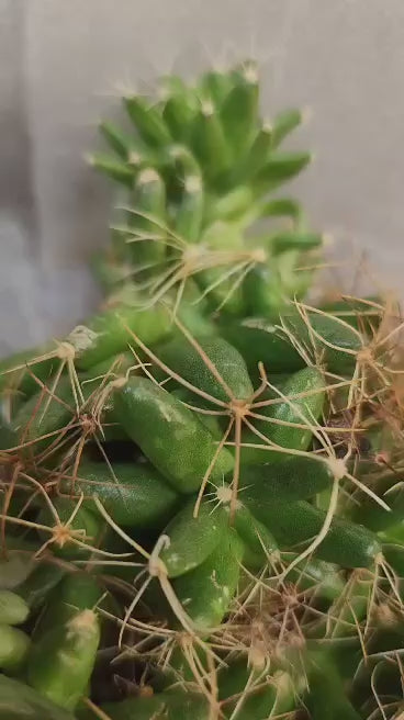 Mammillaria longimamma / Dolichothele longimamma — Large Mature Specimen