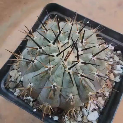Copiapoa cinerea
