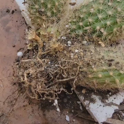Cleistocactus colademononis variegata - Variegated Monkey Tail Cactus - Large Cluster
