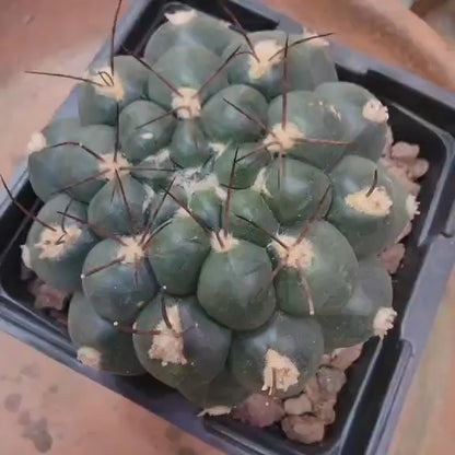 Gymnocalycium saglionis - Large