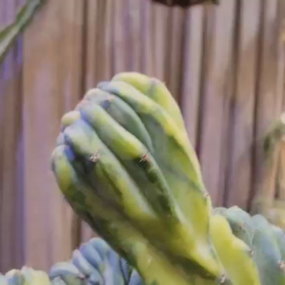 Myrtillocactus geometrizans f. cristatus variegata cv 'Fred' - BIG!