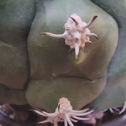 Gymnocalycium saglionis - BIG!  Only 1!