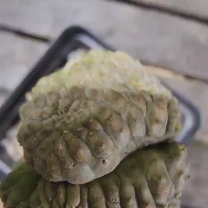 Euphorbia turbiniformis monstrosus
