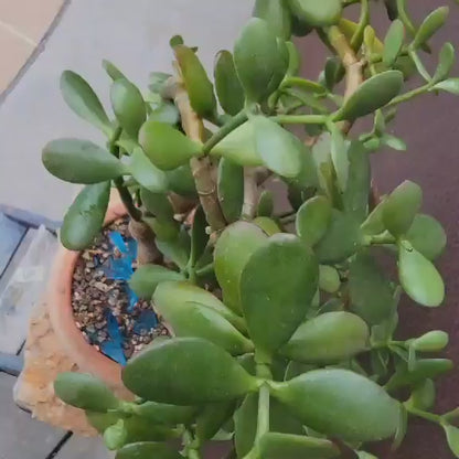 Crassula ovata - Classic Jade Tree