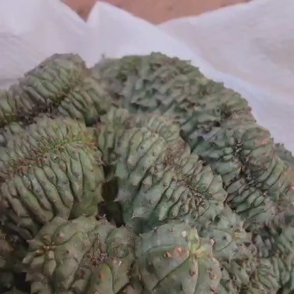 Euphorbia obesa cristata