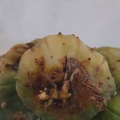 Astrophytum asterias - Double-Head