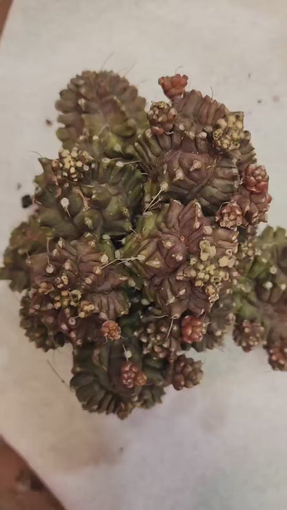 Gymnocalycium monstrose cv. Kikko