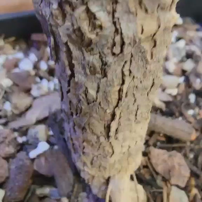 Euphorbia viguieri var. capuroniana