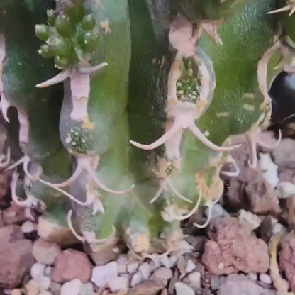 Euphorbia columnaris