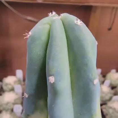 Myrtillocactus geometrizans variegata cv. 'Rainbow' - 20" Tall!