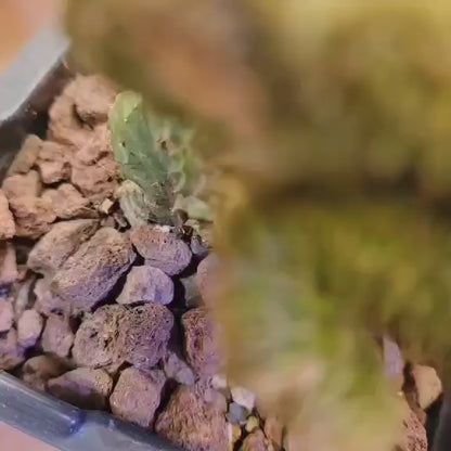Myrtillocactus geometrizans f. cristata – Crested Blue Myrtle