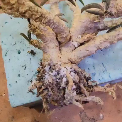 Euphorbia cylindrifolia