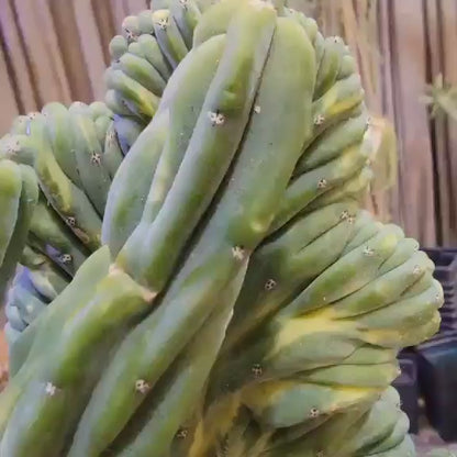 Myrtillocactus geometrizans f. cristatus variegata cv 'Fred' - XL!