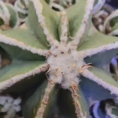 Aztekium hintonii f. proliferum