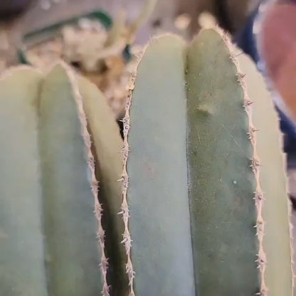 Pachycereus marginatus – Mexican Fence Post Cactus (Triple Head)