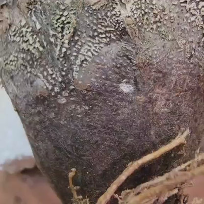 Astrophytum Myriostigma cv. Onzuka - OLD, BIG!