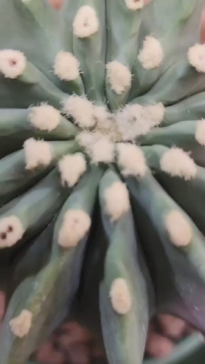 Ferocactus Glaucescens Inermis - Blue Barrel Cactus - BIG!