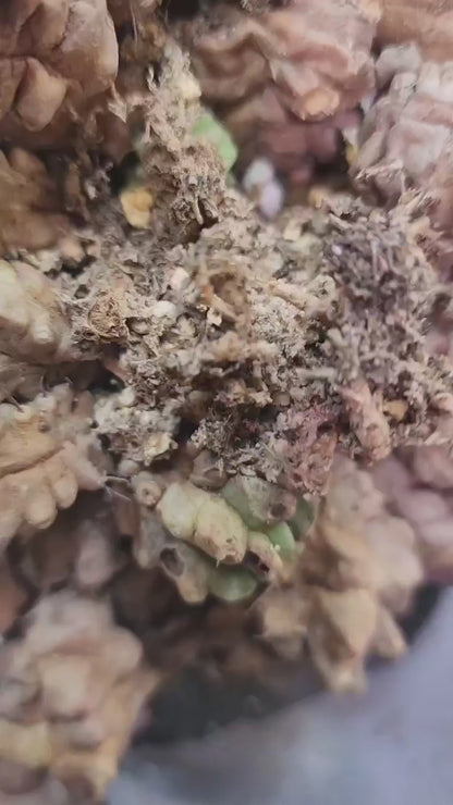 Gymnocalycium monstrose cv. Kikko