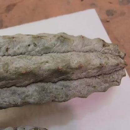 Euphorbia abdelkuri - Double Head