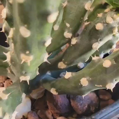 Euphorbia royleana f. inermis