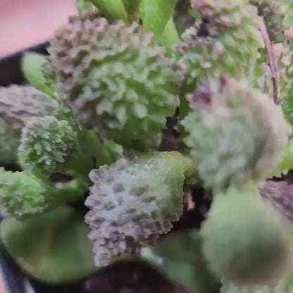 Adromischus marianae ssp. herrei 'Red Coral'