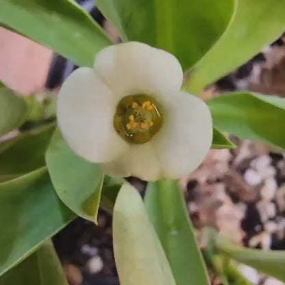 Euphorbia cv. parvi-medusae