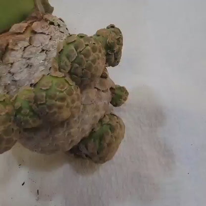 Euphorbia piscidermis - Fish Skin Euphorbia